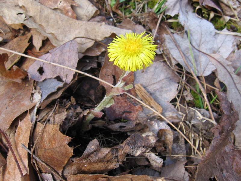 Appalachian wildflower emerges